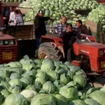 LUNGULEȚU DÂMBOVIȚA