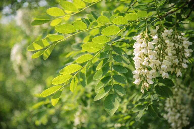Frunza de salcâm (Robinia pseudoacacia)