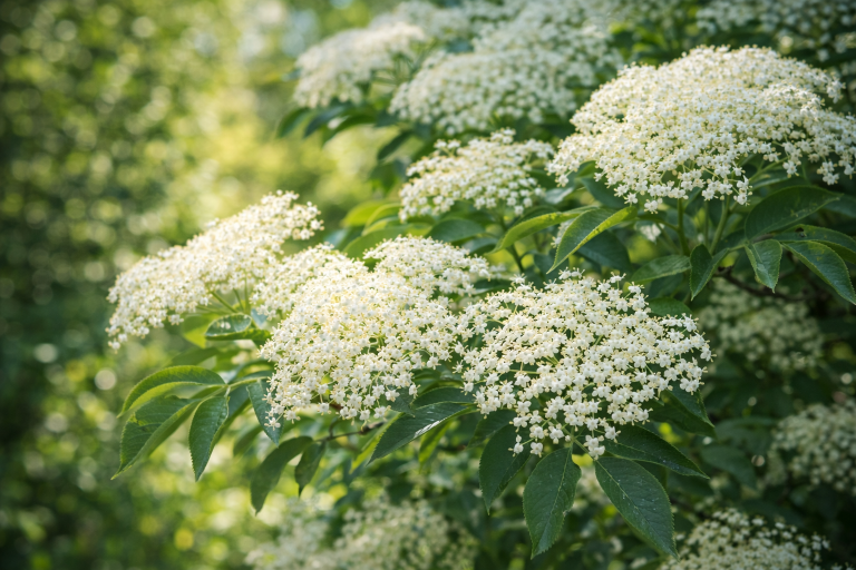 Socul (Sambucus nigra)